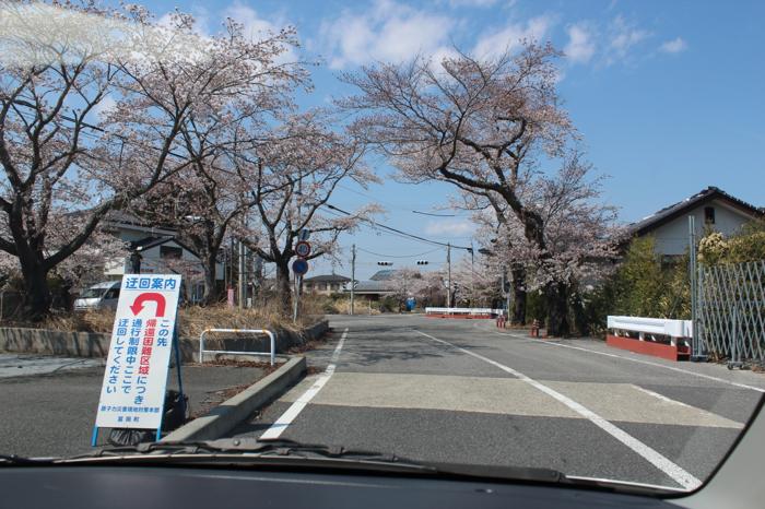 桜が咲き始めできれい